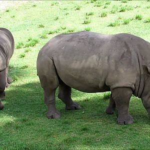 Jacksonville Zoo White Rhinoceros - YouTube