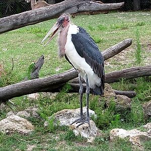 Jacksonville Zoo Marabou Stork - YouTube