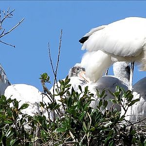 Jacksonville Zoo Wood Stork Rookery - YouTube