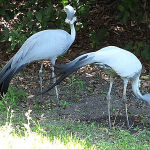Jacksonville Zoo Blue Crane - YouTube