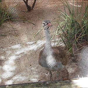 Jacksonville Zoo White Bellied Bustard - YouTube