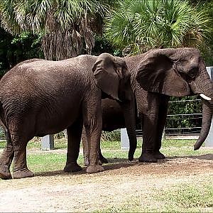 Jacksonville Zoo African Elephants Thandi & Sheena - YouTube