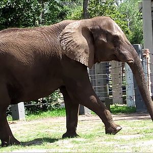Jacksonville Zoo African Elephant Ali - YouTube