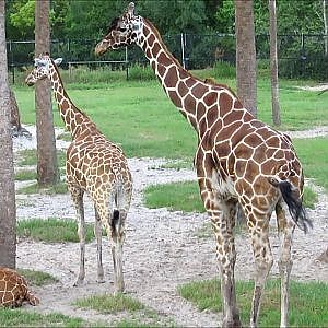 Jacksonville Zoo Reticulated Giraffe - YouTube