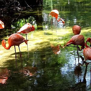 Jacksonville Zoo Caribbean Flamingo - YouTube