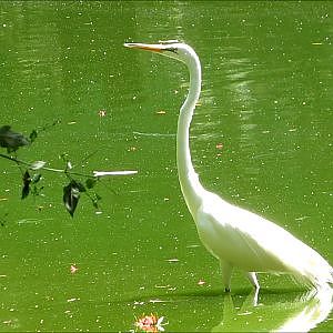 Jacksonville Zoo Great Egret - YouTube