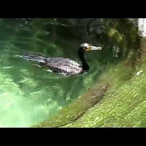 Jacksonville Zoo Double Crested Cormorant - YouTube