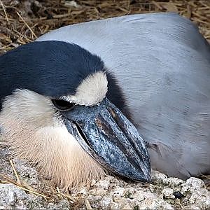 Jacksonville Zoo Boat Billed Heron - YouTube