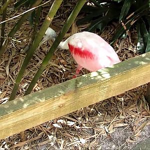 Jacksonville Zoo Roseate Spoonbill - YouTube