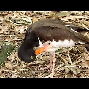 Jacksonville Zoo American Oystercatcher - YouTube