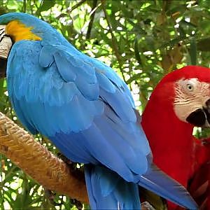 Jacksonville Zoo Macaws - YouTube