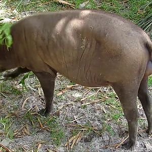 Jacksonville Zoo North Sulawesi Babirusa - YouTube