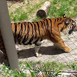 Jacksonville Zoo Sumatran Tiger - YouTube