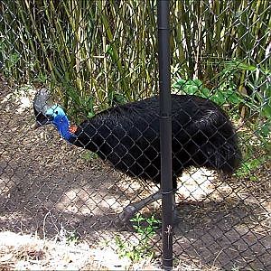 Jacksonville Zoo Southern Cassowary - YouTube