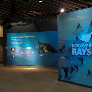 Discover Rays - Entrance