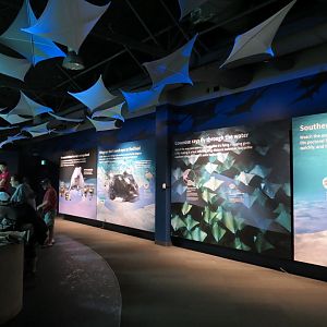 Discover Rays - Wall Signage