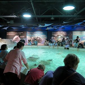 Discover Rays - Touch Pool