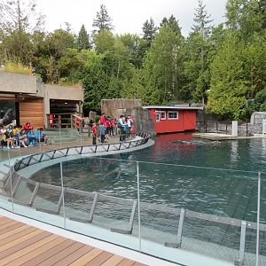 Stellar's Bay - Stellar's Sea Lion Exhibit
