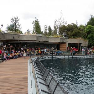Stellar's Bay - Stellar's Sea Lion Exhibit