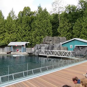 Stellar's Bay - Stellar's Sea Lion Exhibit
