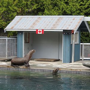 Stellar's Bay - Stellar's Sea Lion Exhibit