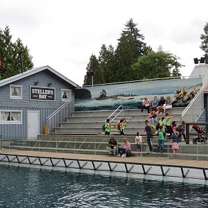 Stellar's Bay - Stellar's Sea Lion Exhibit