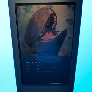 Wild Coast - False Killer Whale - Sign