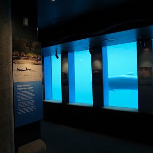 Wild Coast - False Killer Whale