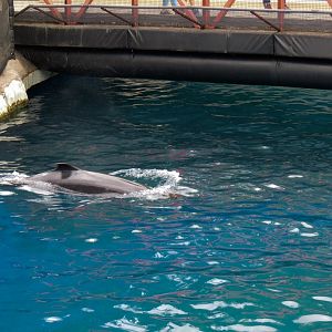 Wild Coast - False Killer Whale