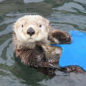 Sea Otter