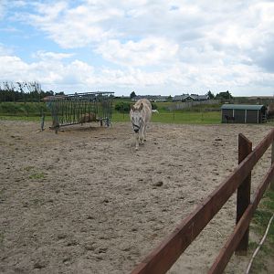 Blåvand Zoo - Donkey exhibit