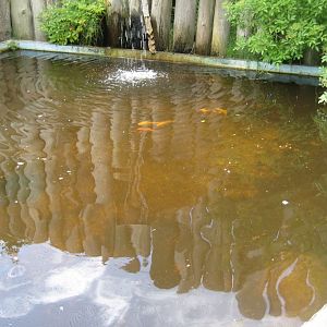 Blåvand Zoo - Goldfish pond