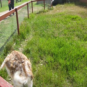 Blåvand Zoo - Fallow deer exhibit