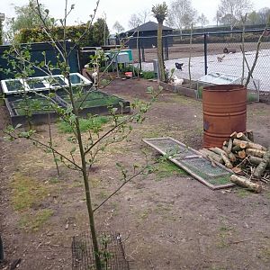 Chickens and Rabbits