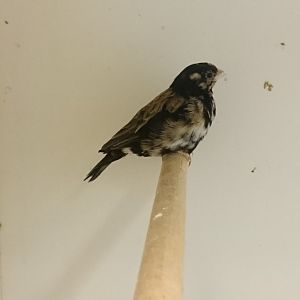 Pale-winged indigobird