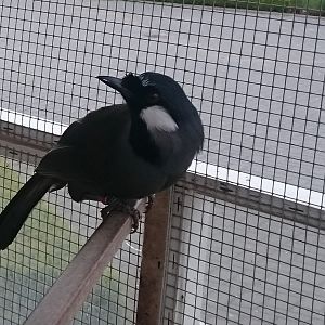 Black-throated laughing-thrush