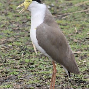 Masked lapwing