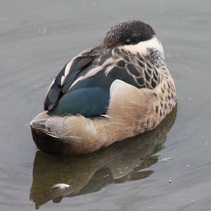 Hottentot teal