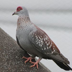 Speckled pigeon