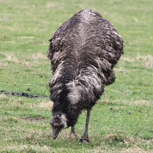 Emu