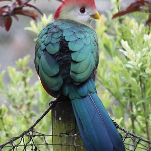 Red-crested touraco