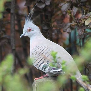 Crested pigeon