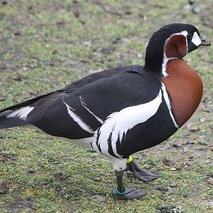 Red-breasted goose