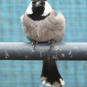 White-cheeked bulbul