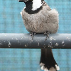 White-cheeked bulbul