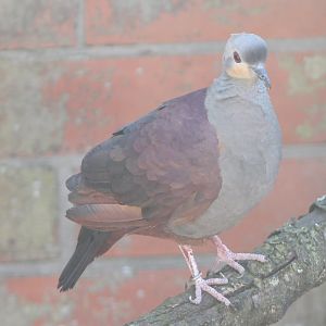 Crested ground-dove