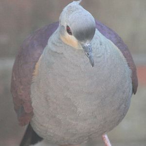 Crested ground-dove