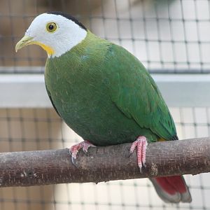 Black-naped fruit-dove