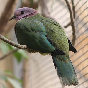 Pink-headed fruit-dove