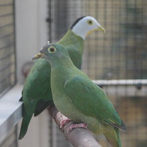 Black-naped fruit-dove-pair